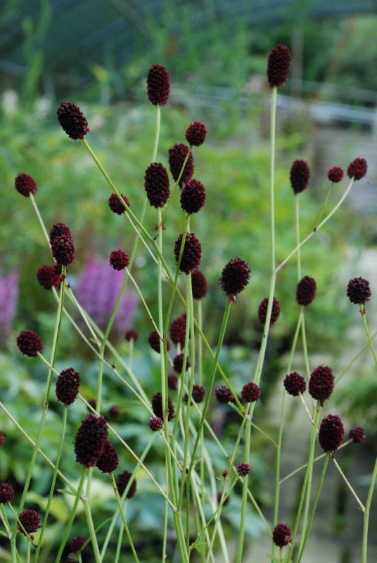 Кровохлебка officinalis ’Tanna’