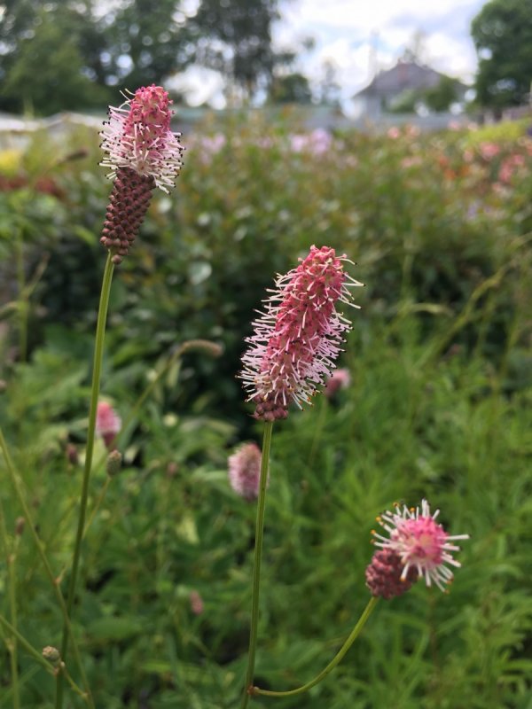 Кровохлёбка Sanguisórba officinális Red Thunder