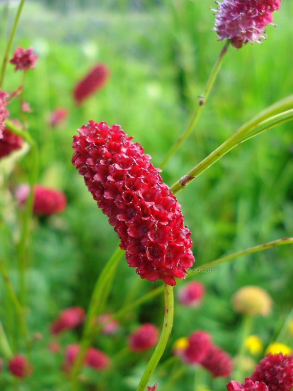 Кровохлебка лекарственная (Sanguisorba officinalis `Tanna`)
