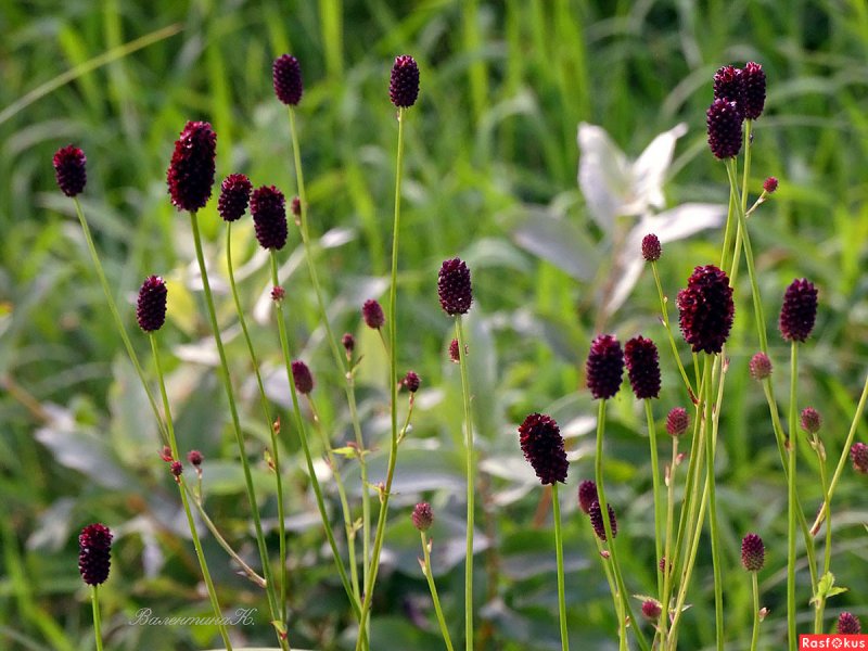Кровохлебка Sanguisorba