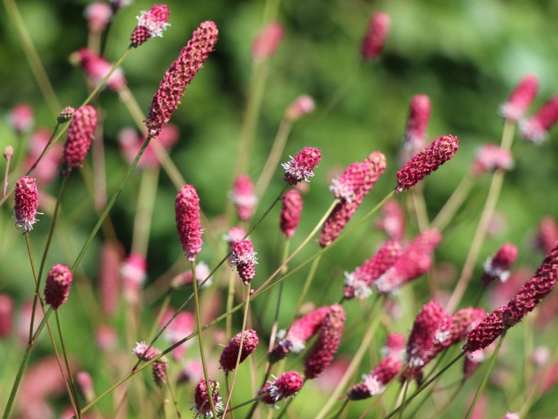 Кровохлебка officinalis