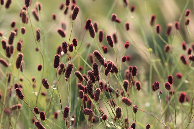 Кровохлебка - красноголовник (Sanguisorba)