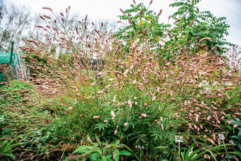 Кровохлебка лекарственная (Sanguisorba officinalis)