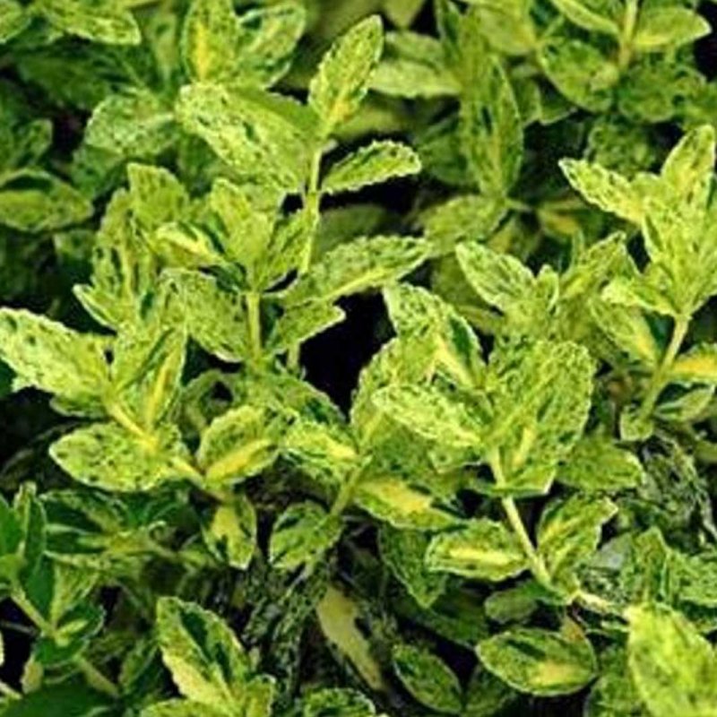 Бересклет Форчуна Golden Harlequin