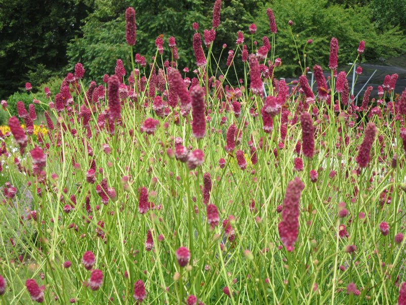 Кровохлебка лекарственная Sanguisorba officinalis Red Thunder