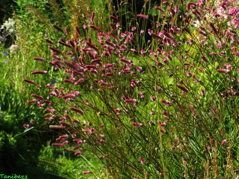 Кровохлебка Sanguisorba
