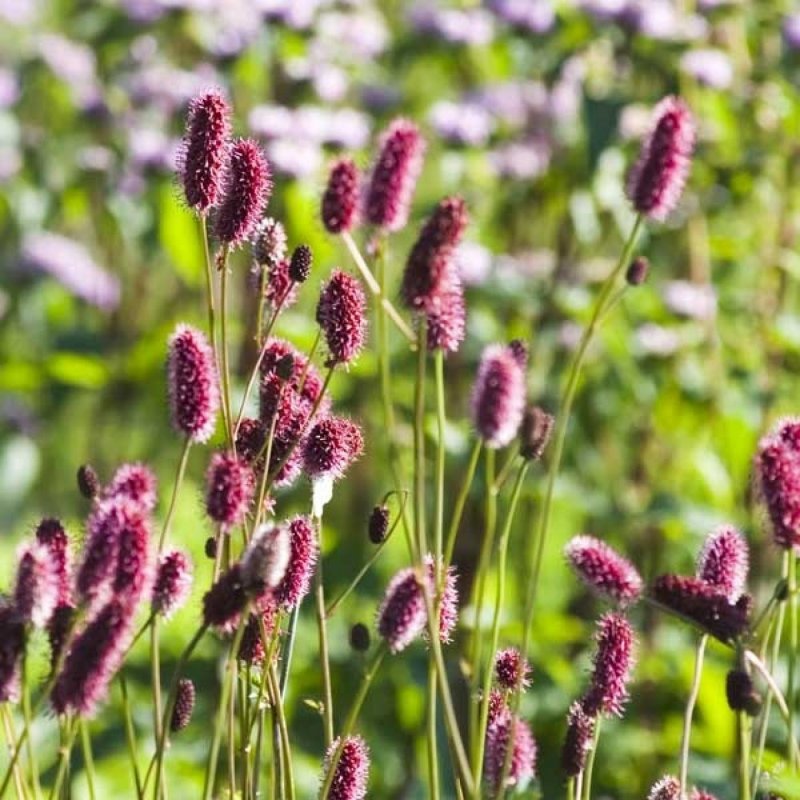 Кровохлебка Мензиса (Sanguisorba menziesii)