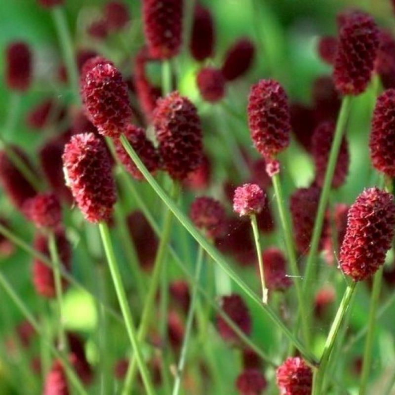 Officinalis ’Tanna’кровохлебка