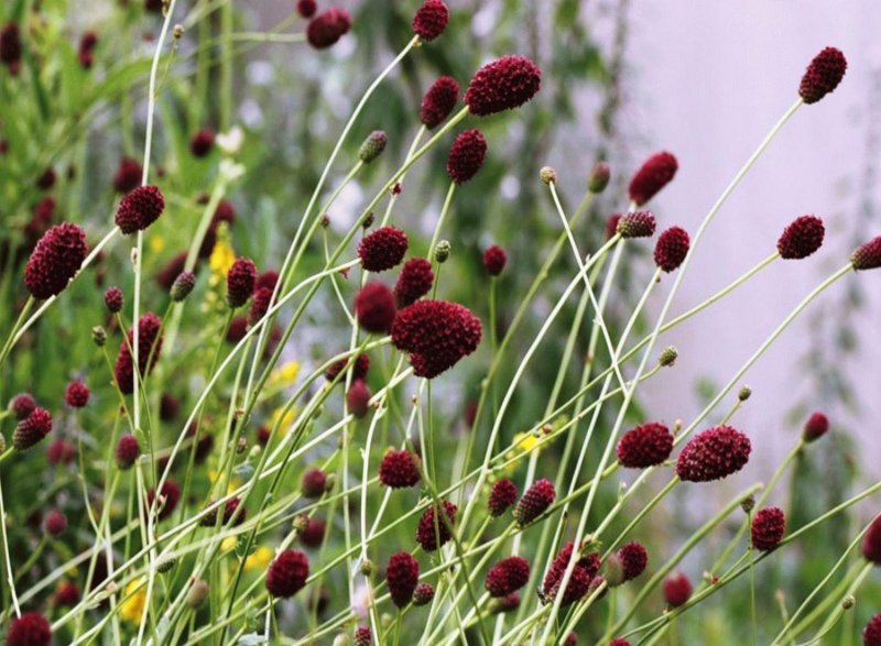 Кровохлебка лекарственная (Sanguisorba officinalis)