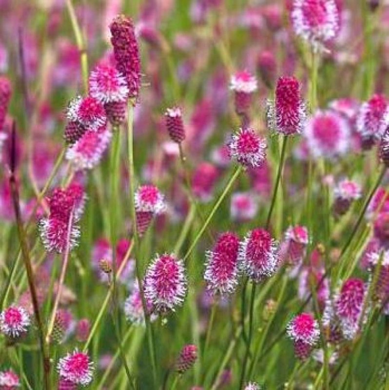 Кровохлебка лекарственная (Sanguisorba officinalis)