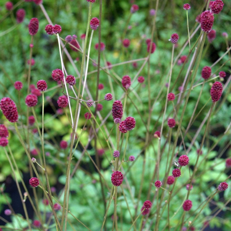 Кровохлебка лекарственная (Sanguisorba officinalis)