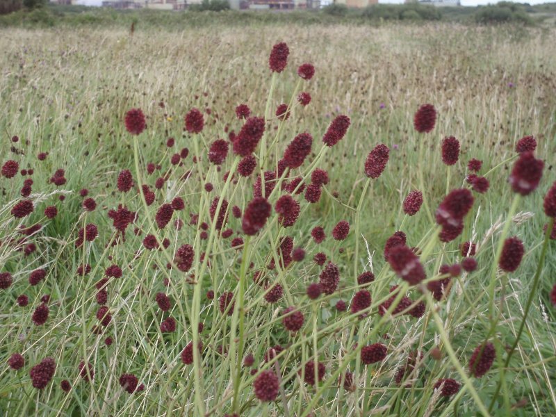 Кровохлебка Мензиса (Sanguisorba menziesii)