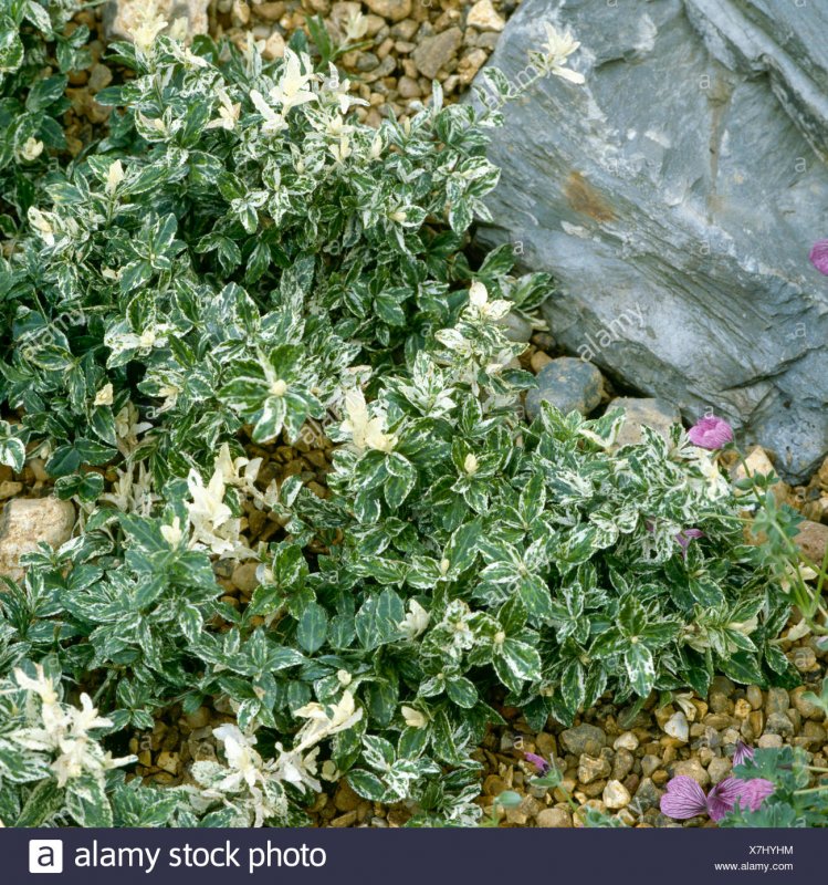 Бересклет Форчуна Golden Harlequin