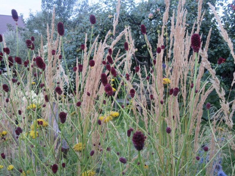 Кровохлебка канадская "Blackthorn" (Sanguisorba canadensis)