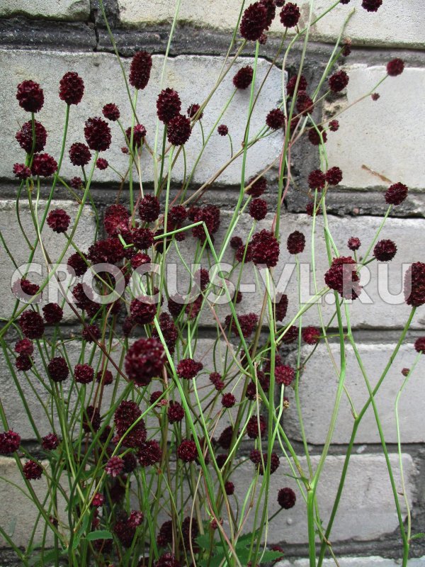 Officinalis ’Tanna’кровохлебка