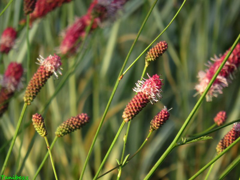 Кровохлебка лекарственная (Sanguisorba officinalis l.)