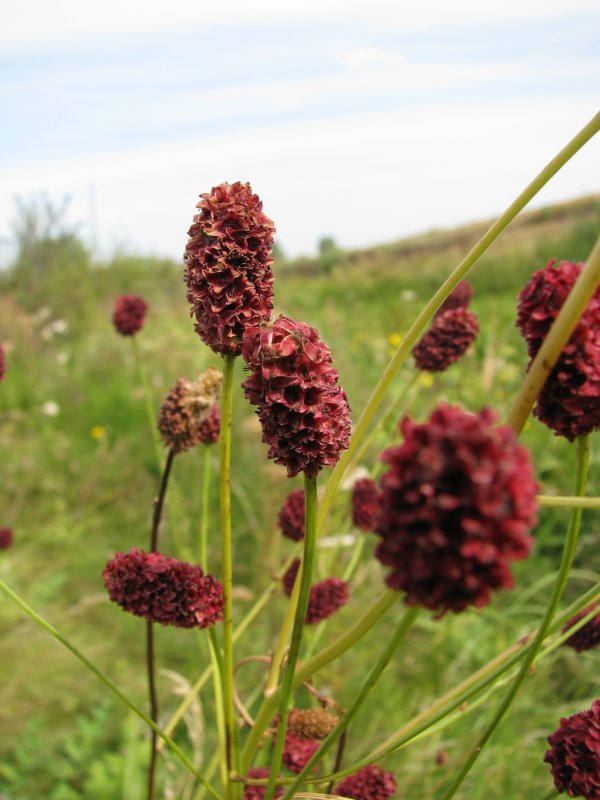 Кровохлёбка Sanguisórba officinális Red Thunder