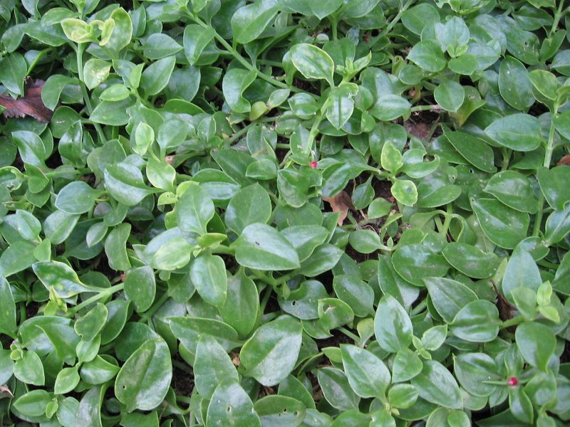 Callisia cordifolia