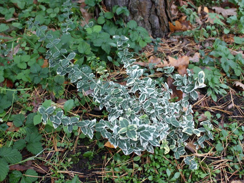 Бересклет Форчуна Emerald GAIETY