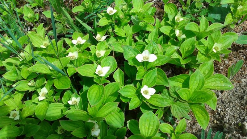 Дерен канадский (Cornus canadensis p9)