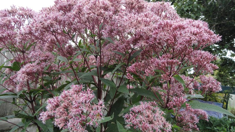 Посконник Eupatorium Baby Joe