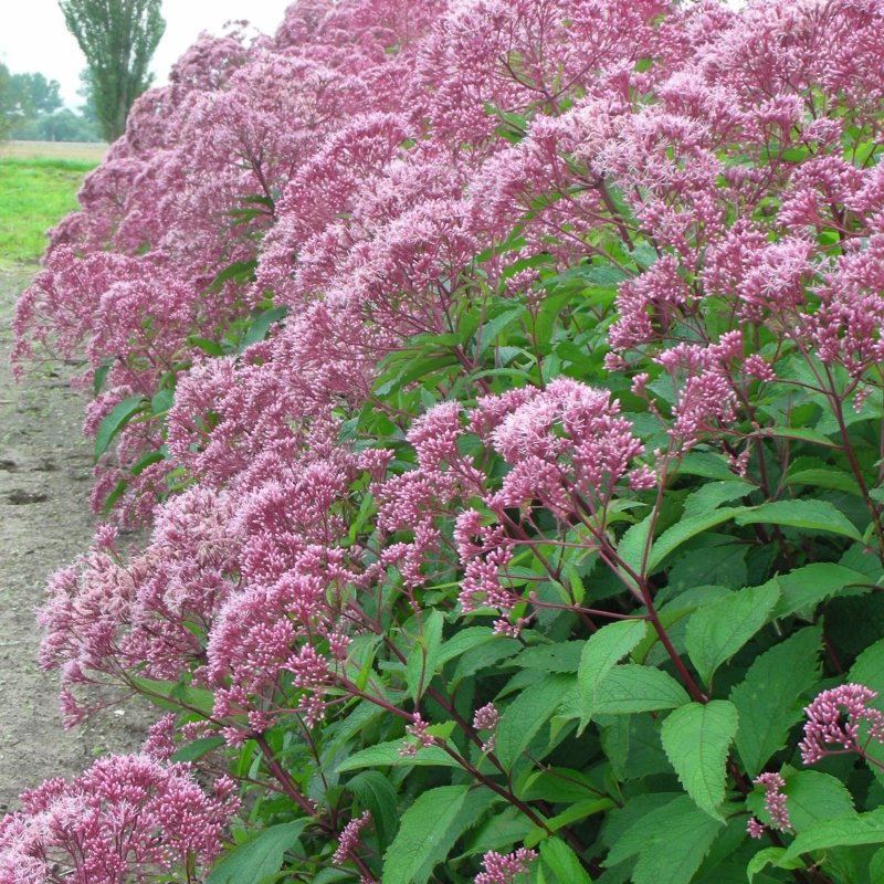 Посконник пятнистый (Eupatorium maculatum)