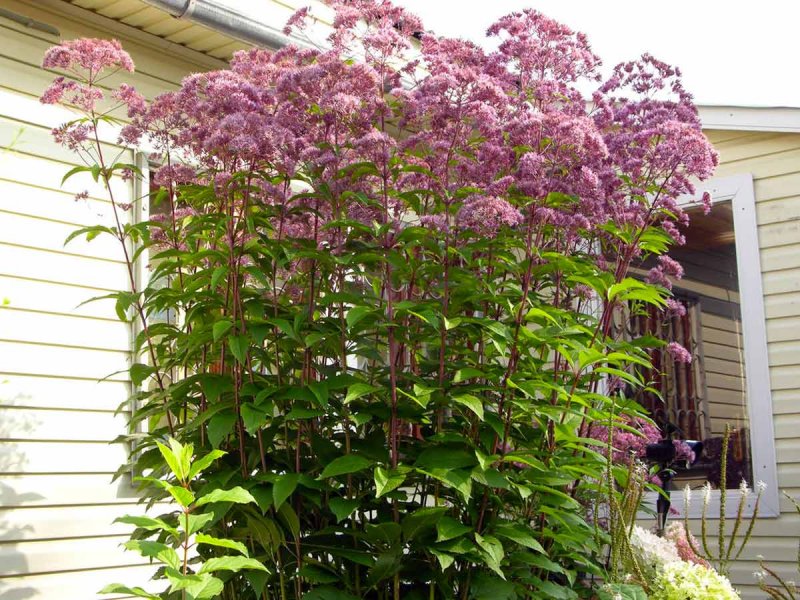 Посконник пятнистый (Eupatorium maculatum `Atropurpureum`)
