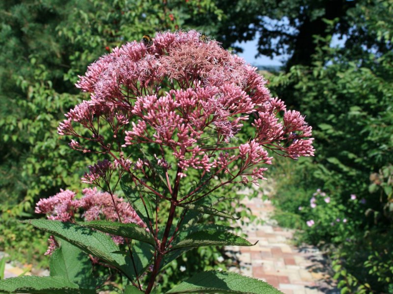 Посконник пятнистый (Eupatorium maculatum)