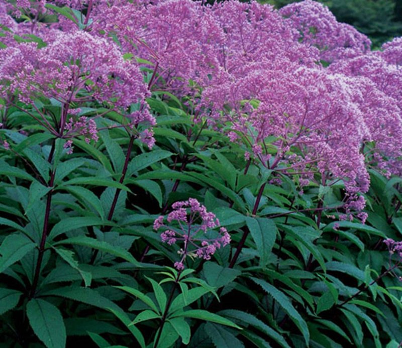 Посконник пятнистый (Eupatorium maculatum `Atropurpureum`)