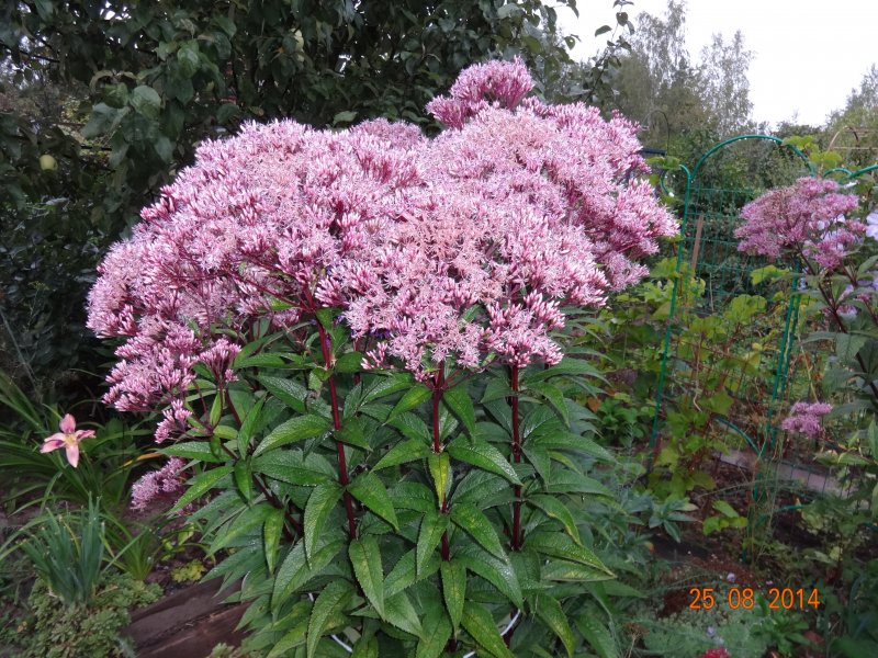 Кустарник посконник