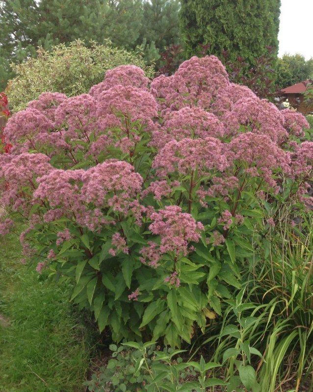 Посконник Eupatorium maculatum Phantom