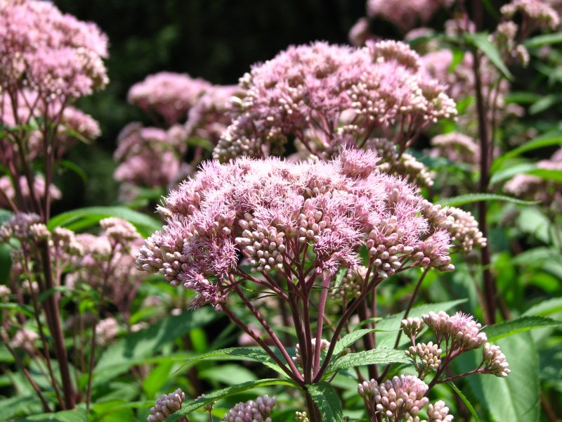 Посконник пятнистый (Eupatorium maculatum)