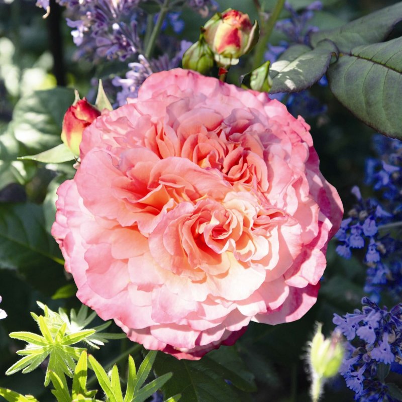 Rosa (роза) Augusta Luise