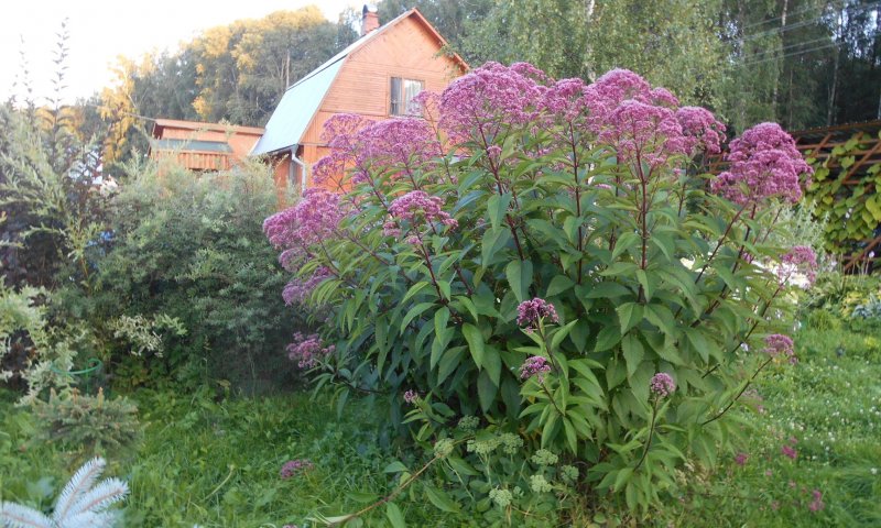 Посконник пурпурный Eupatorium purpureum