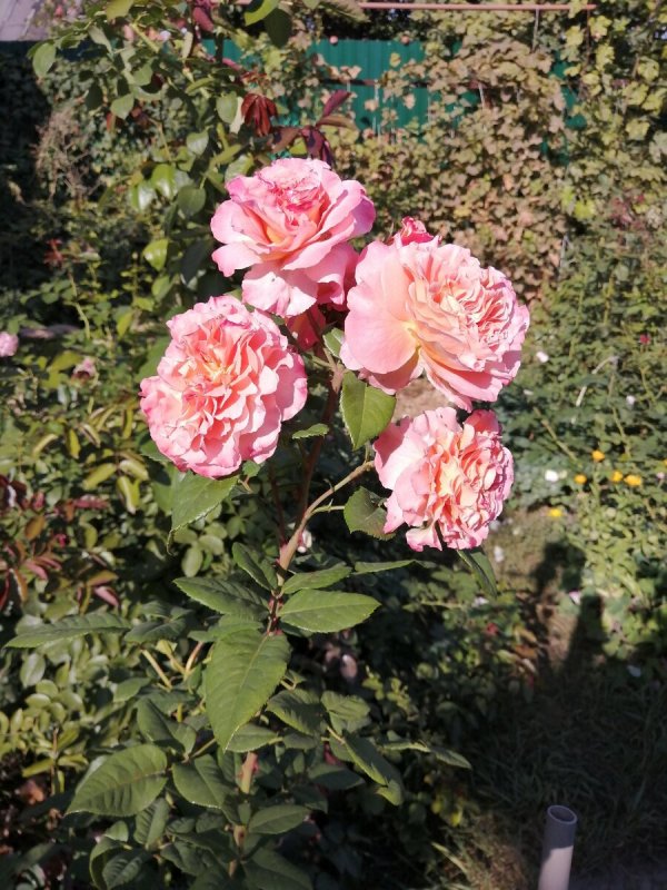 Роза Augusta-Luise