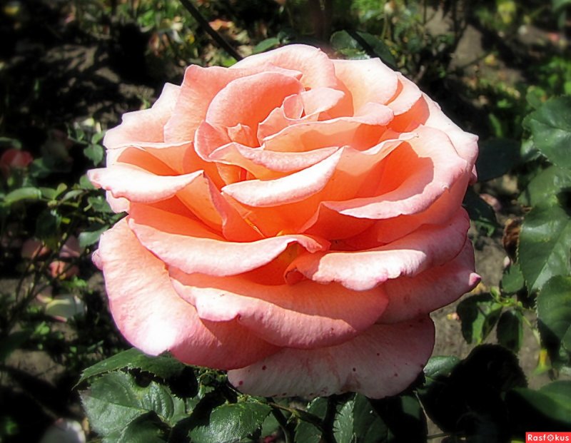 Роза Кордес Sangerhauser Jubilaumsrose / Cervia