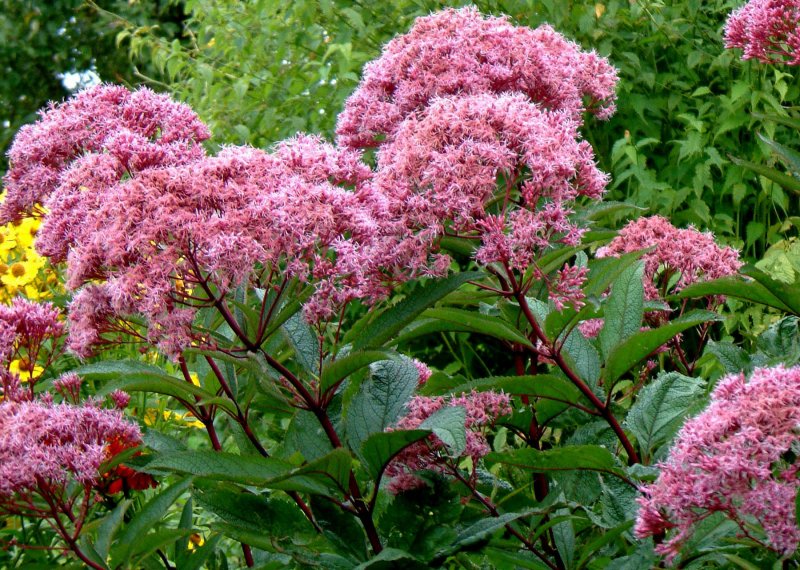 Посконник пятнистый (Eupatorium maculatum `Atropurpureum`)