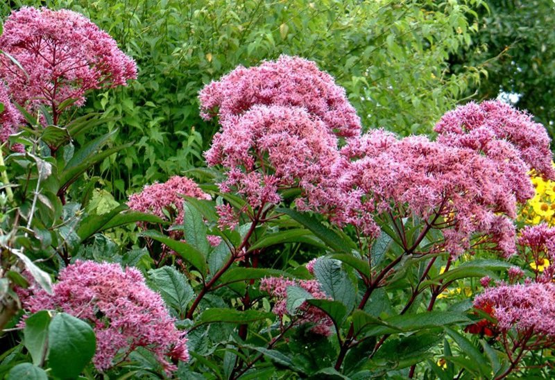 Посконник пятнистый Atropurpureum