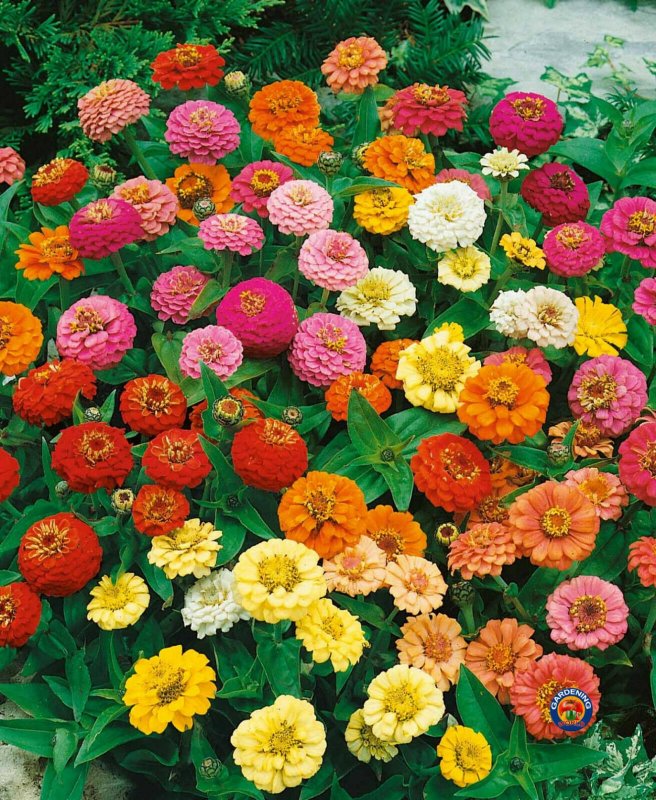 Цинния изящная (Zinnia elegans)