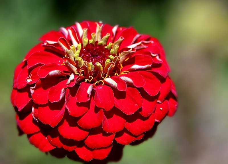 Цинния Zinnia
