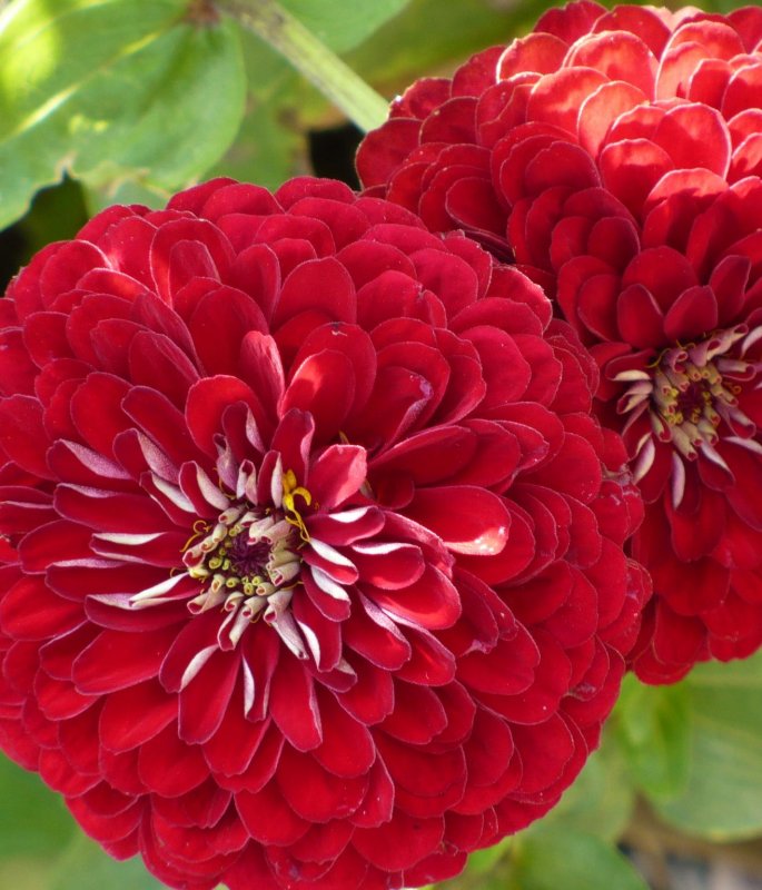 Цинния изящная (Zinnia elegans)