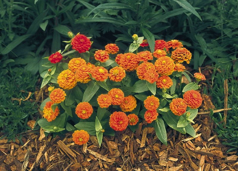 Цинния изящная (Zinnia elegans)