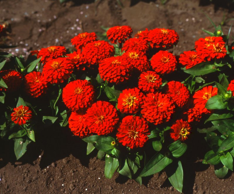 Цинния изящная (Zinnia elegans)