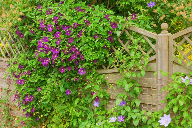 Clematis Rose роза