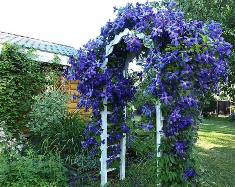 Clematis Rose роза