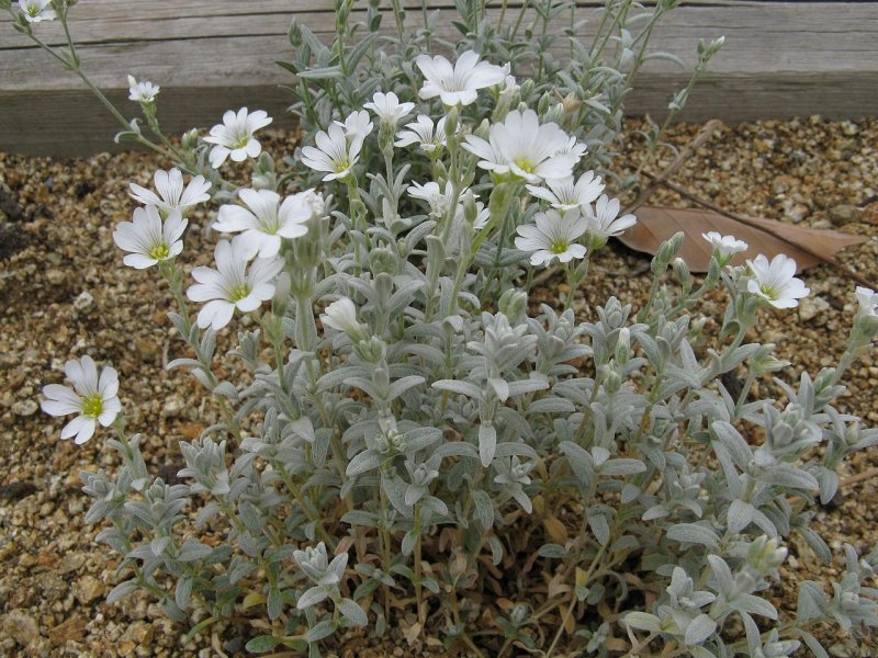 Ясколка войлочная Silberteppich (серебряный ковер)