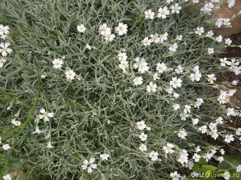 Ясколка войлочная (Cerastium tomentosum)
