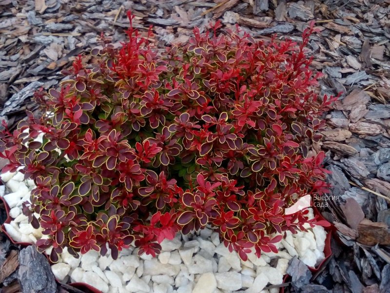 Berberis thunbergii (Барбарис Тунберга) 'Red Carpet'