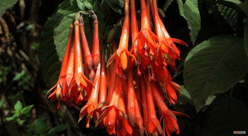 Bomarea edulis