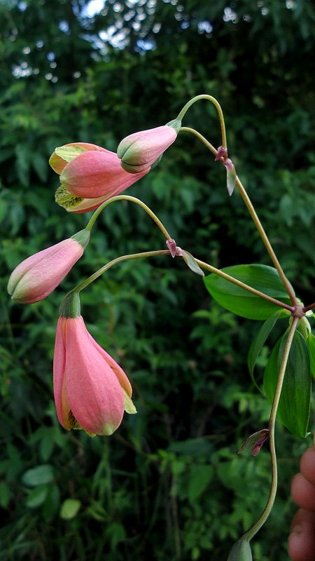 Phaedranassa tunguraguae